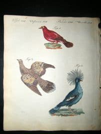 Bertuch 1804 Bird Print. Crimson Pigeon, Golden Wing, Azure - Crown Pigeon