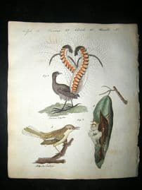 Bertuch 1804 Bird Print. Magnificent Maenura (Australia) East Indies Taylor