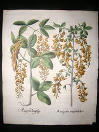 Besler 1613 LG Folio Hand Col Botanical Print. Anagyris Angustisfoliis, Laburnum