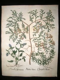 Besler 1613 LG Folio Hand Colored Botanical Print. Arbor Vitae