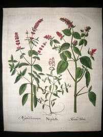 Besler 1613 LG Folio Hand Colored Botanical Print. Calamint