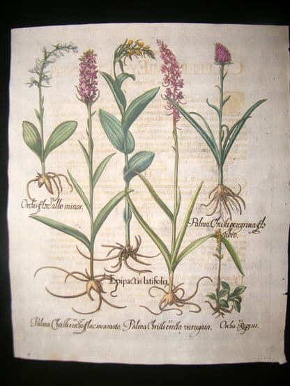 Besler 1613 LG Folio Hand Colored Botanical Print. Epipactis Latifolia, Wild Orchid | Albion Prints