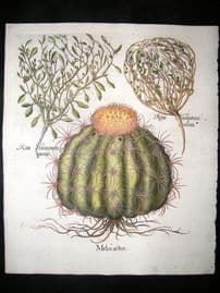 Besler 1613 LG Folio Hand Colored Botanical Print. Melon Cactus, Jericho Rose