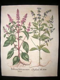 Besler 1613 LG Folio HC Botanical Print. Basilicum Indicum Maculatum, Basil