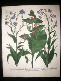 Besler 1713 LG Folio Hand Colored Botanical Print. Buglossum Sempervirens