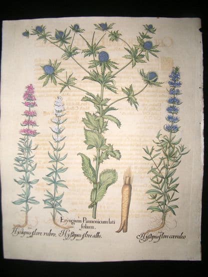 Besler 1713 LG Folio Hand Colored Botanical Print. Eryngium, Hyssopus | Albion Prints