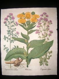 Besler 1713 LG Folio Hand Colored Botanical Print. Helenium, Daisy
