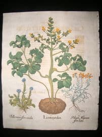 Besler 1713 LG Folio Hand Colored Botanical Print. Leontopetalon