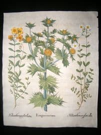 Besler 1713 LG Folio Hand Colored Botanical Print. Sea Holly, Helianthemum