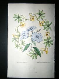 Botanical Print: 1845 Franciscea Pohliana, Hand col