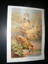 Boys Own 1909 Antique Print. Tiger. The Day of Reckoning