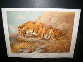 Boys Own 1909 Antique Print. Tiger. Watching for his next meal