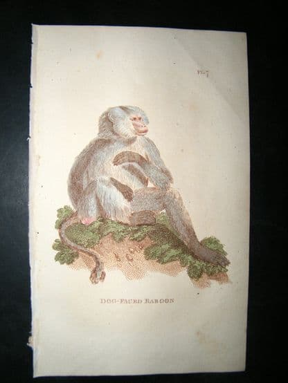 Brightly 1811 Antique Hand Col Print. Dog-Faced Baboon | Albion Prints