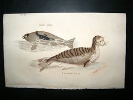Brightly 1811 Antique Hand Col Print. Harp & Common Seal