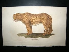 Brightly 1811 Antique Hand Col Print. Leopard