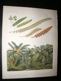 Britten & Cassell Ferns 1879 Botanical Print. Asplenium and Ceterach