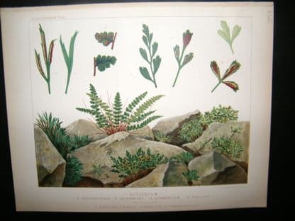 Britten & Cassell Ferns 1879 Botanical Print. Asplnium Septentrionale etc | Albion Prints