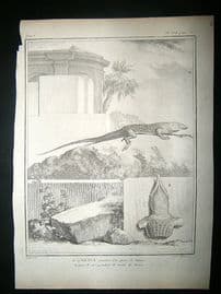 Buffon: C1770 Ameiva Lizard, Antique Print