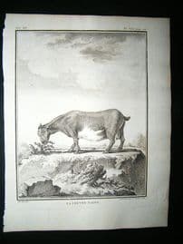 Buffon: C1770 Dwarf Goat, Antique Print