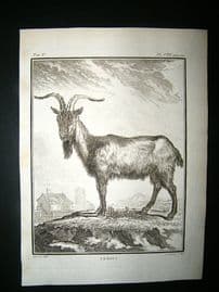 Buffon: C1770 Goat, Antique Print