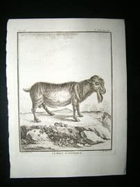 Buffon: C1770 Goat of Africa, Antique Print