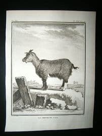 Buffon: C1770 Goat of Judah, Antique Print