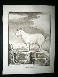 Buffon: C1770 Goat of Judah, Engraving