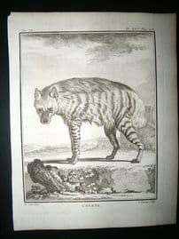 Buffon: C1770 Hyena, Antique Print