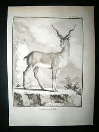 Buffon: C1770 Male Antelope, Antique Print