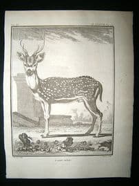 Buffon: C1770 Male Axis, Spotted Deer, Antique Print