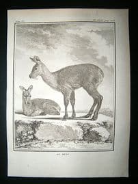 Buffon: C1770 Musk Deer, Antique Print