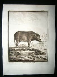 Buffon: C1770 Pig Hog of Siam, Antique Print