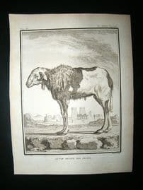 Buffon: C1770 Ram Sheep of India, Antique Print