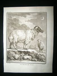 Buffon: C1770 Ram Sheep of Tunis, Antique Print