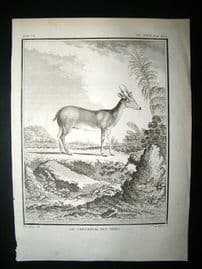 Buffon: C1770 Roe Deer of India, Antique Print