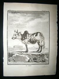Buffon: C1770 Zebu Cattle, Antique Print