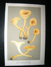 Cooke British Fungi 1880's Antique Mushroom Print. Agaricus Agaricus 127