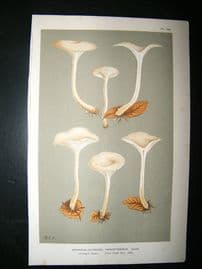 Cooke British Fungi 1880's Antique Mushroom Print. Agaricus Angustissimus 125