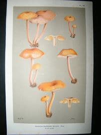 Cooke British Fungi 1880's Antique Mushroom Print. Agaricus Bellus 183