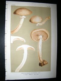Cooke British Fungi 1880's Antique Mushroom Print. Agaricus Capistratus 364