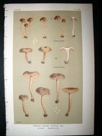 Cooke British Fungi 1880's Antique Mushroom Print. Agaricus Carptus 426
