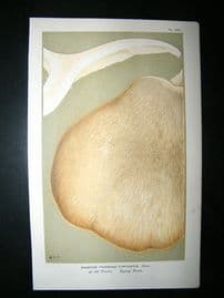 Cooke British Fungi 1880's Antique Mushroom Print. Agaricus Carticatus 290