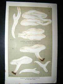 Cooke British Fungi 1880's Antique Mushroom Print. Agaricus Cirinatus 257