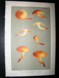Cooke British Fungi 1880's Antique Mushroom Print. Agaricus Cruentatus 502