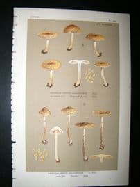 Cooke British Fungi 1880's Antique Mushroom Print. Agaricus Dulcamarus 582