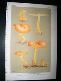 Cooke British Fungi 1880's Antique Mushroom Print. Agaricus Flammans 368