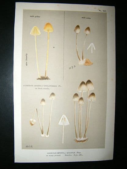 Cooke British Fungi 1880's Antique Mushroom Print. Agaricus Galopus 207 | Albion Prints