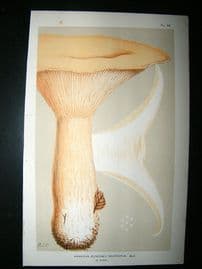 Cooke British Fungi 1880's Antique Mushroom Print. Agaricus Geotropus 83