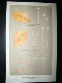 Cooke British Fungi 1880's Antique Mushroom Print. Agaricus Juncicola 193