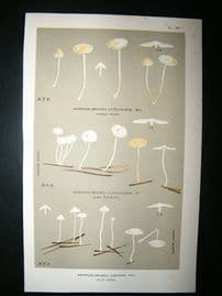 Cooke British Fungi 1880's Antique Mushroom Print. Agaricus Lacteus 159